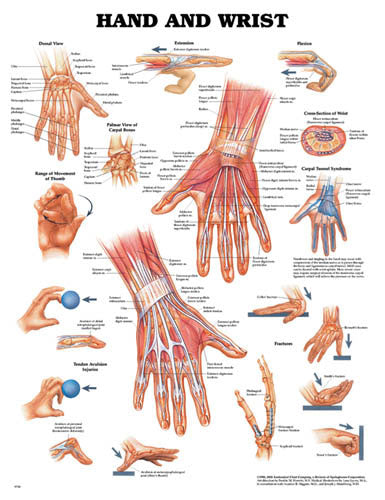 The Hand & Wrist Chart (Anatomy Charts) - Img 1