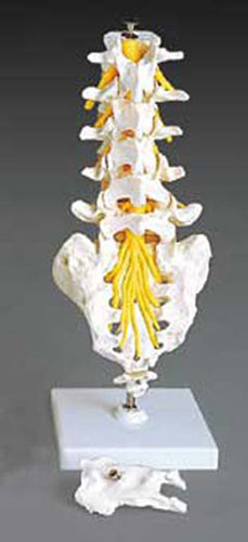 Flexible Lumbar Vertebral Column (Anatomy Models) - Img 1