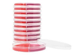 McKesson Quintet AC® Blood Glucose Monitoring System, 1 Each