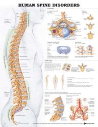 Anatomical Chart Company Anatomical Chart, 1 Each (Educational and Anatomical Charts) - Img 1